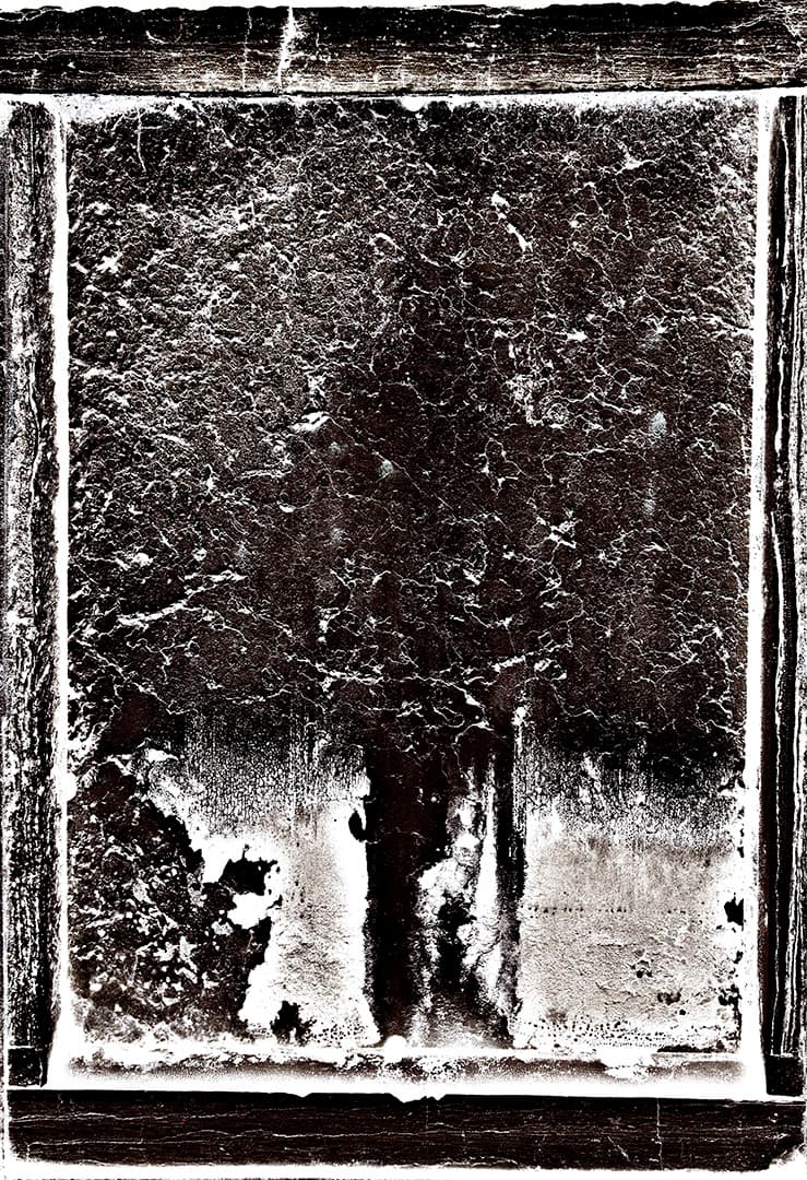 Tree of life